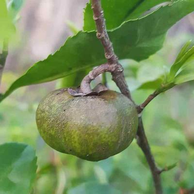 Wild Growing and Hand Picking Organic Green Tea Seeds