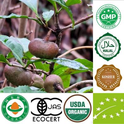 USDA JAS EU Organic Green Tea Seeds