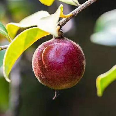 Wild Growing and Hand Picking Organic Camellia Seeds