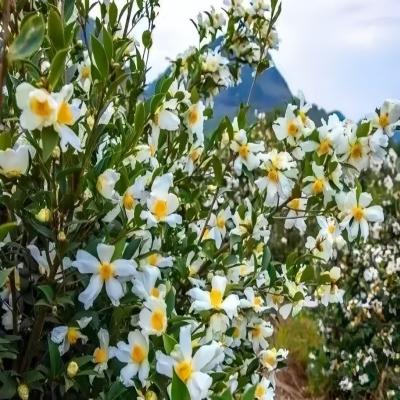 Organic Camellia Seed Oil Camellia Japonica Camellia Oleifera Abel