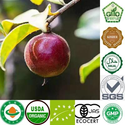 Hand Picked Wild Camellia Japonica Seed Oil