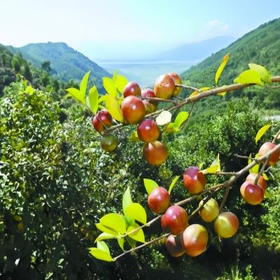 USDA JAS EU Organic Camellia Japonica Seeds