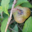 Green Tea Seeds